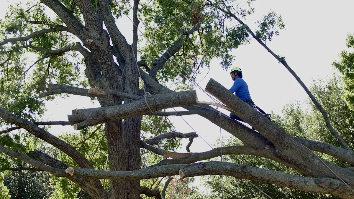 Professional Hazardous Tree Removal performed by certified arborists in Milesville