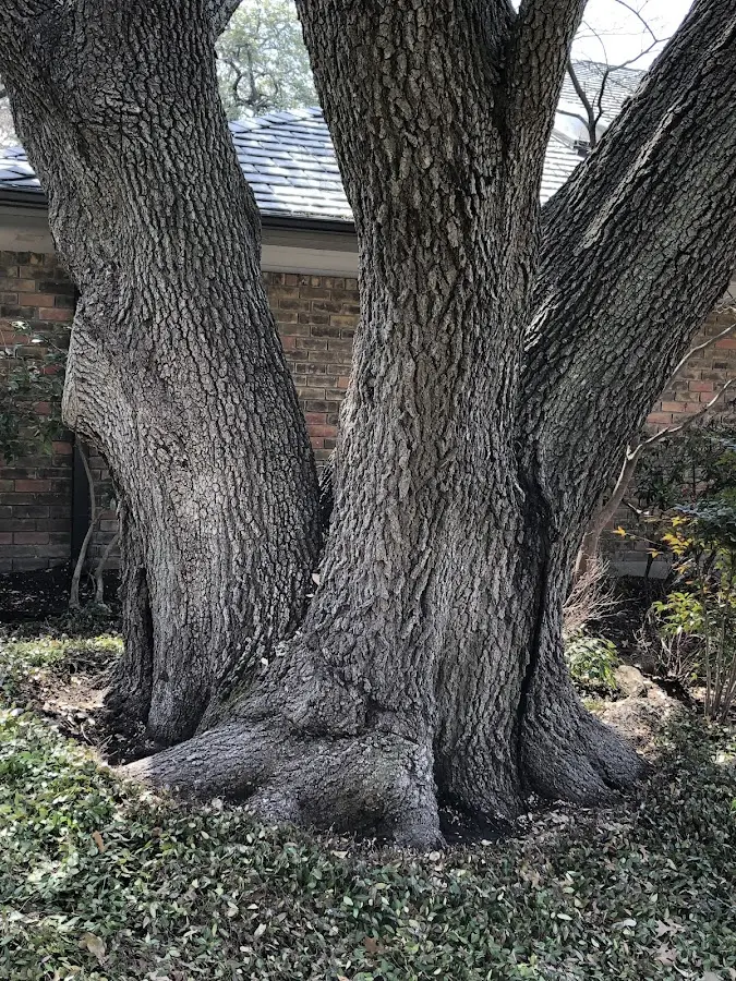 Mature heritage tree close to a Milesville property cared for by certified arborists